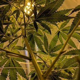 MGC Pharma launches new cannabidiol skincare product MGC Pharma launches new cannabidiol skincare product